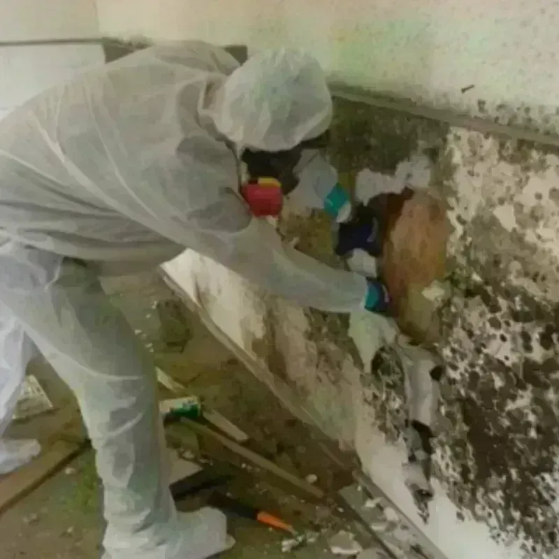 Mold Remediation and Removal in Silver Ridge, NJ